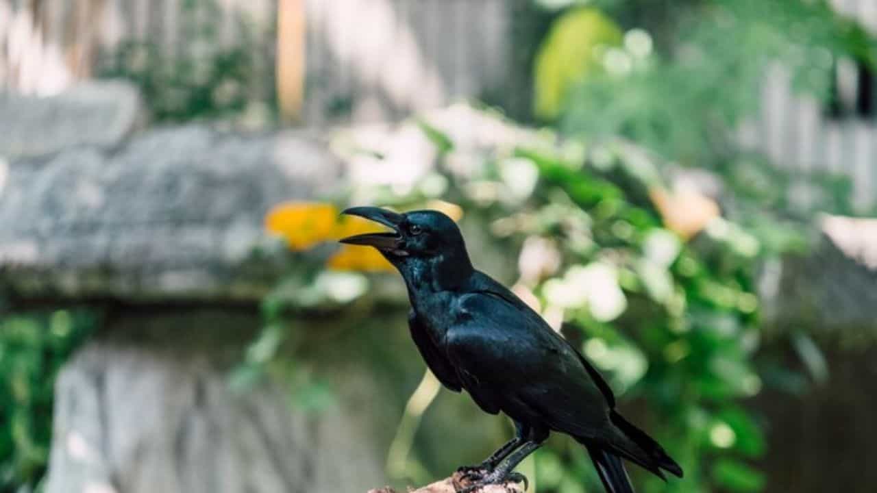 Bird Flu: ആലപ്പുഴയിലും കണ്ണൂരിലും പക്ഷിപ്പനി സ്ഥിരീകരിച്ചു, രോഗബാധ കണ്ടെത്തിയത് കാക്കയില്‍