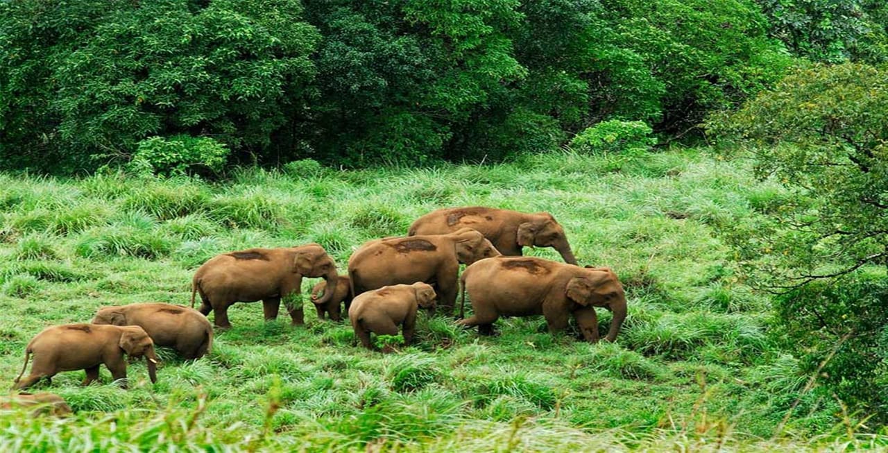 കെ.എസ്.ആർ.ടി.സിയിൽ ആയാലും മറ്റ് വാഹനങ്ങളിലായാലും പോകുന്ന വഴികളിൽ ആനക്കൂട്ടങ്ങൾ സാധാരണയാണ്. ഉപദ്രവിക്കാതെ വഴിയരികിൽ ഇതെത്ര കണ്ടിരിക്കുന്നു എന്ന മട്ടിലുള്ള നിൽപ്പാകും അവർ. (ഫോട്ടോ കടപ്പാട് - gavi.kfdcecotourism.com)