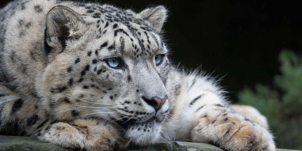 ഗോവിന്ദ് നാഷണൽ പാർക്ക്:  ഹിമപ്പുലി സംരക്ഷണത്തിന് പ്രാധാന്യമുള്ള മേഖലയാണിത്.