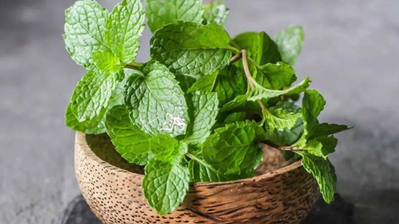 പുതിന : ആൻ്റി ബാക്ടീരിയൽ ​ഗുണങ്ങളും പ്രത്യേക ​ഗന്ധവുമുള്ള പുതിന വീടിനു ചുറ്റും വളർത്തിയാൽ കൊതുക് വരില്ല