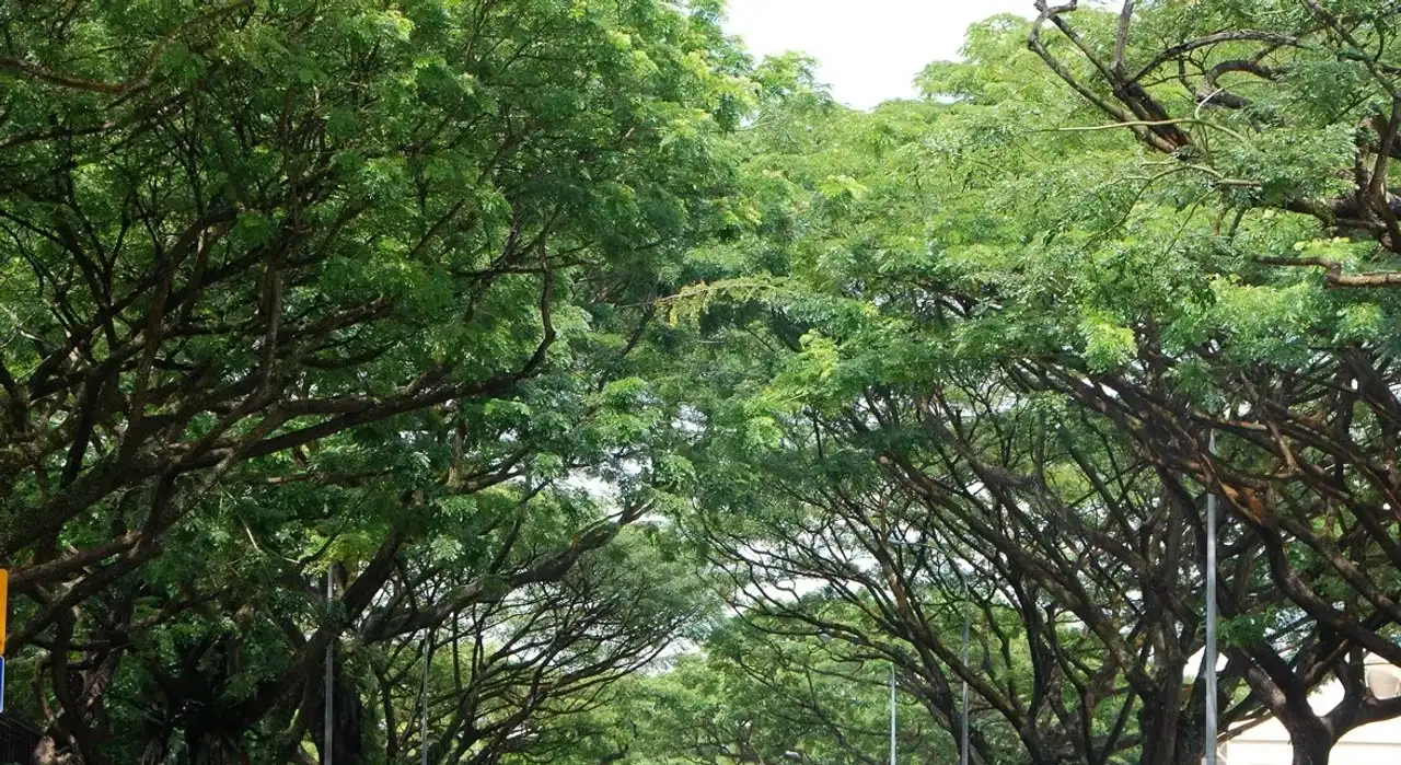 Roadside trees cutting: കാരണമില്ലാതെ റോഡരികിലെ മരം മുറിക്കരുത്; ഹൈക്കോടതി Roadside trees cutting: കാരണമില്ലാതെ റോഡരികിലെ മരം മുറിക്കരുത്; ഹൈക്കോടതി