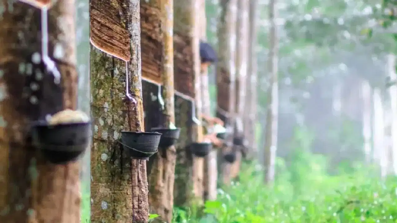 Rubber Cultivation: പടർന്ന് പടർന്ന് റെക്കോഡ് വ്യാപനവുമായി റബർ ; ഒരു വർഷം റബർ ക‍ൃഷി വ്യാപിച്ചത് 43,500 ഹെക്ടറിൽ