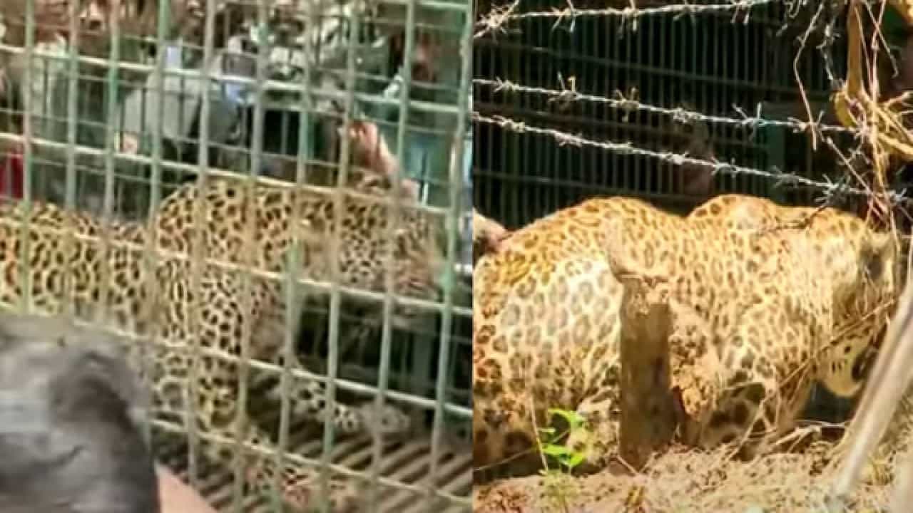Kollengode Leopard: മയക്കുവെടി വെച്ച് പിടികൂടിയ പുലി ചത്തു; പോസ്റ്റ്‌മോര്‍ട്ടം നാളെ
