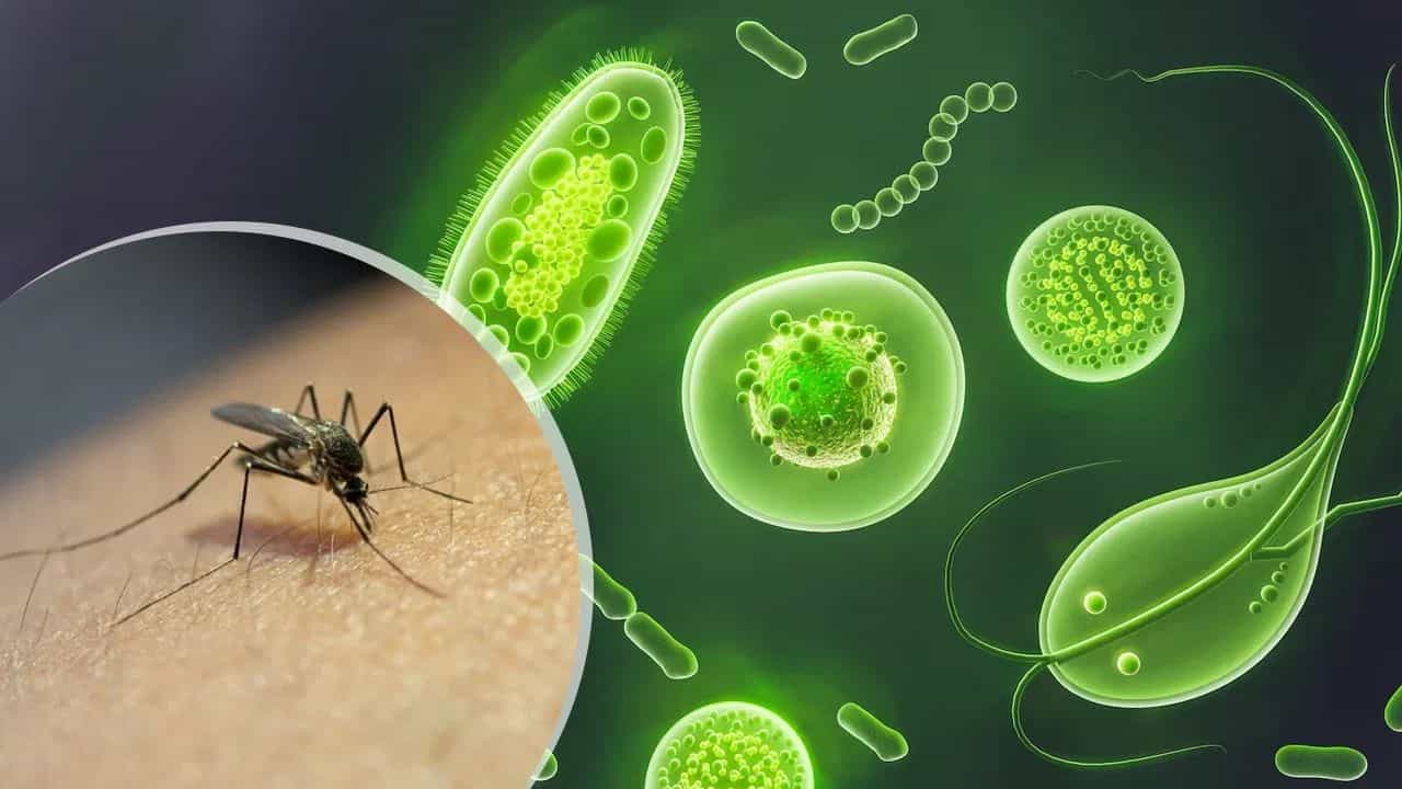 West Nile Feever: എന്താണ് വെസ്റ്റ് നൈൽ ഫീവർ? എങ്ങനെ പകരും? West Nile Feever: എന്താണ് വെസ്റ്റ് നൈൽ ഫീവർ? എങ്ങനെ പകരും?