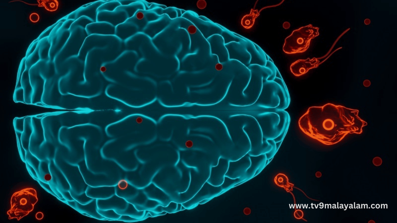 Amoebic Meningoencephalitis: സംസ്ഥാനത്ത് വീണ്ടും അമീബിക് മസ്തിഷ്ക ജ്വരം; രോ​ഗം സ്ഥിരീകരിച്ചത് 12 വയസുകാരന്