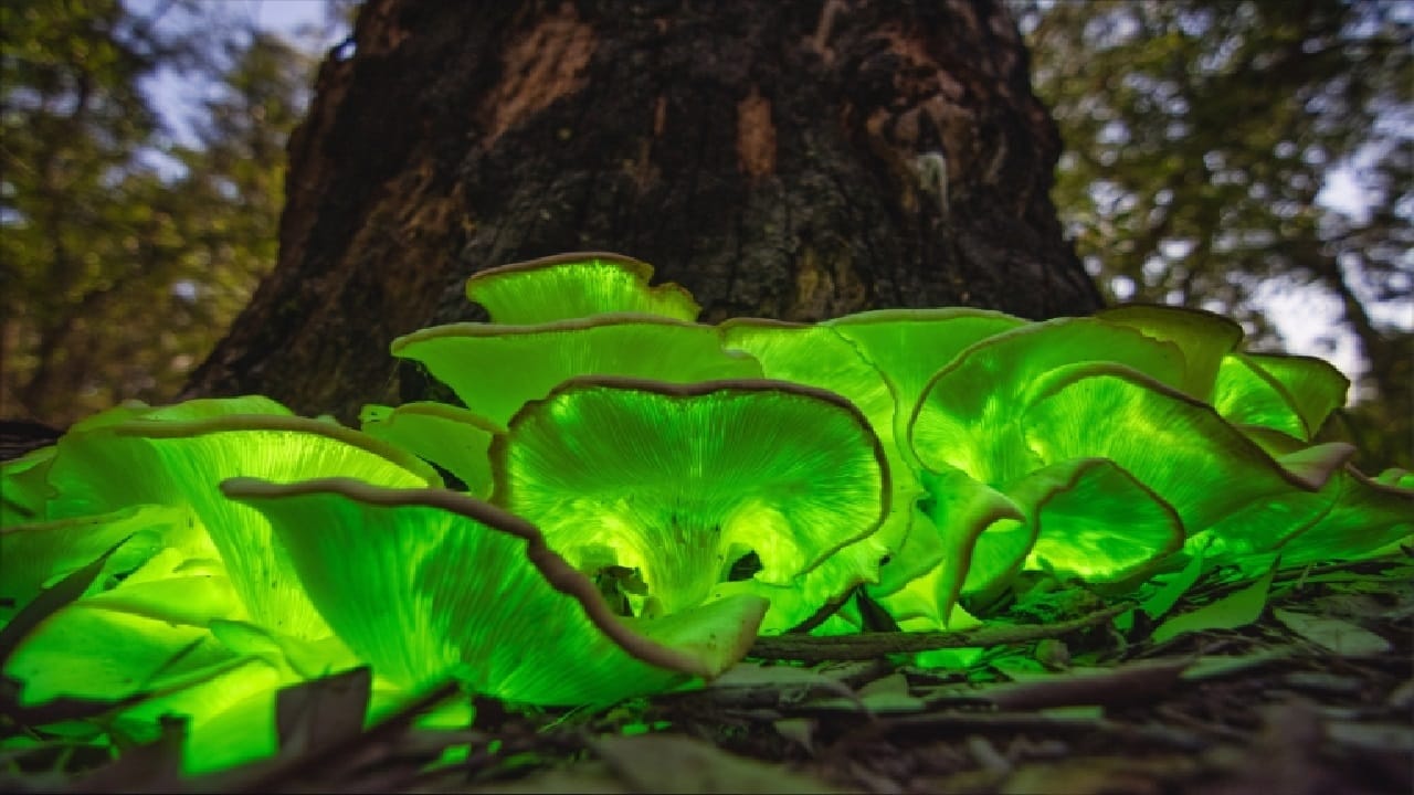 പ്രകാശിക്കുന്ന കൂണുകളെ കുറിച്ച് കേട്ടിട്ടുണ്ടോ? എന്നാല്‍ അങ്ങനെ ഒന്നുണ്ട്. കാസര്‍കോട് റാണിപുരം റിസര്‍വ് വനത്തിലാണ് ഈ പ്രകാശിക്കുന്ന കൂണുകളെ കണ്ടെത്തിയിരിക്കുന്നത്.
