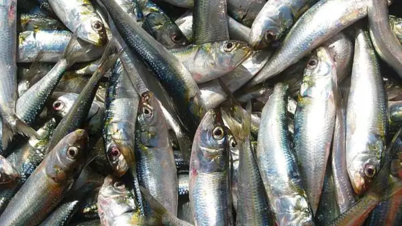 Fish Price Hike Kerala : മത്തി വില കേട്ട് ഞെട്ടി ജനം; മീൻ കൂട്ടി ചോറുണ്ണുമ്പോൾ കൈപൊള്ളും