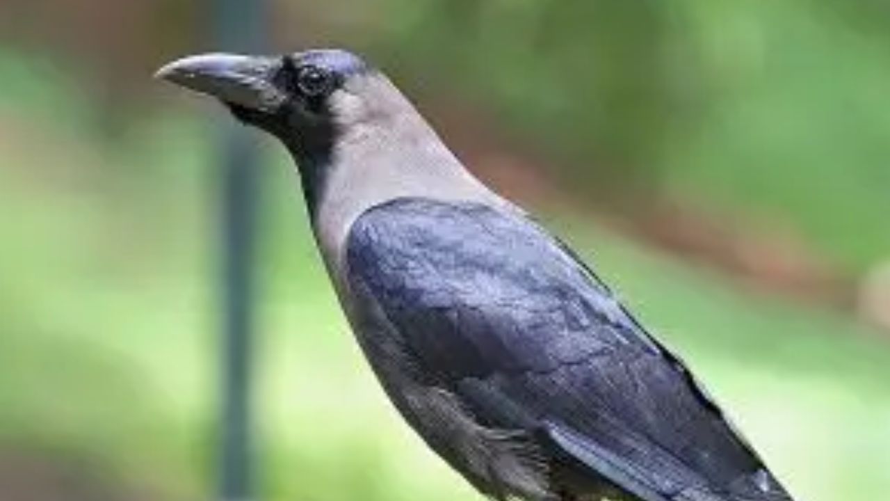 ഇവയുടെ സാന്നിധ്യം മൂലം കെനിയയുടെ തീരദേശ മേഖലയിലെ പല പക്ഷി വർഗ്ഗങ്ങളുടെയും എണ്ണത്തിൽ ഗണ്യമായ കുറവ് വന്നിട്ടുണ്ട്.