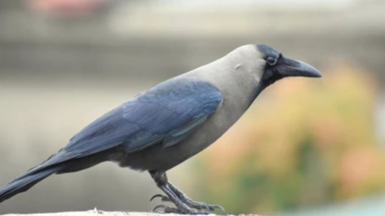 കെനിയൻ തീരമേഖലയിലെ ഹോട്ടലുടമകളുടെയും കർഷകരുടെയും പൊതു പ്രതിഷേധത്തെത്തുടർന്നാണ് നടപടി.