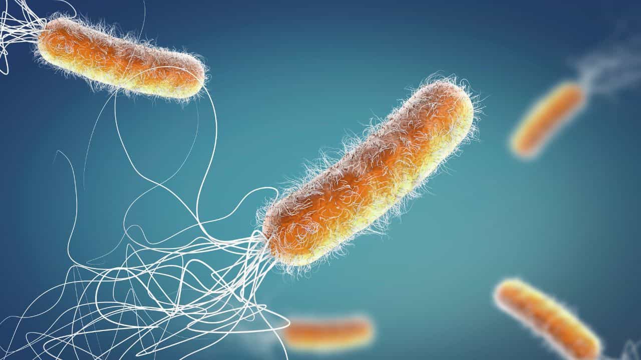 Flesh Eating Bacteria Japan: ശരീരത്തിലെത്തിയാൽ 48 മണിക്കൂറിൽ മരണം വരെ? ജപ്പാനിലെ മാംസഭോജി  ബാക്ടീരിയ എന്താണ്?