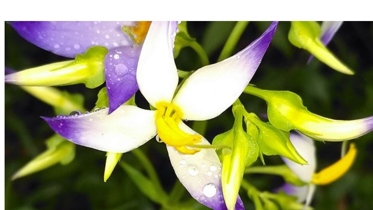 കുന്നിന്‍ചെരിവുകള്‍ കുടിയിരിപ്പുകളായി മാറിയപ്പോള്‍ കണ്ണാന്തളിപ്പൂക്കള്‍ പിന്നെ വളരാതായി എന്നും അദ്ദേഹം പറഞ്ഞിരുന്നു. കണ്ണാന്തളിക്ക് പല പേരുകളുണ്ട്. മലബാറില്‍ കാച്ചിപ്പൂവ് എന്നാണ് പേര്. പണ്ടുകാലങ്ങളില്‍ മുസ്ലിം സ്ത്രീകള്‍ ഉപയോഗിച്ചിരുന്ന കാച്ചിമുണ്ടിന്റെ കരയുടെ നിറമുണ്ടായതിനാലാണ് ഈ പേര്.