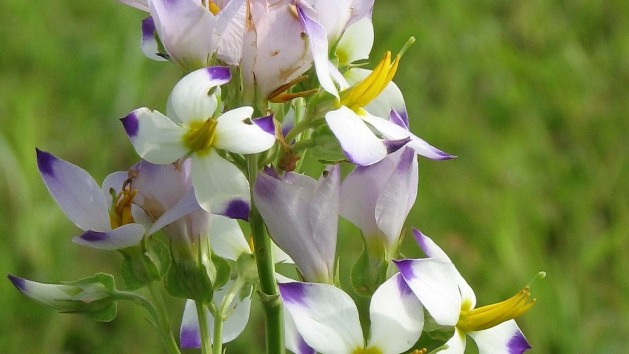 അവയ്ക്ക് പുന്നെല്ലരിയുടെ നിറവും ഗന്ധവുമായിരുന്നുവെന്നും 'കണ്ണാന്തളിപ്പൂക്കളുടെ കാലം' എന്ന ഓര്‍മ്മക്കുറിപ്പില്‍ അദ്ദേഹം പറയുന്നു.