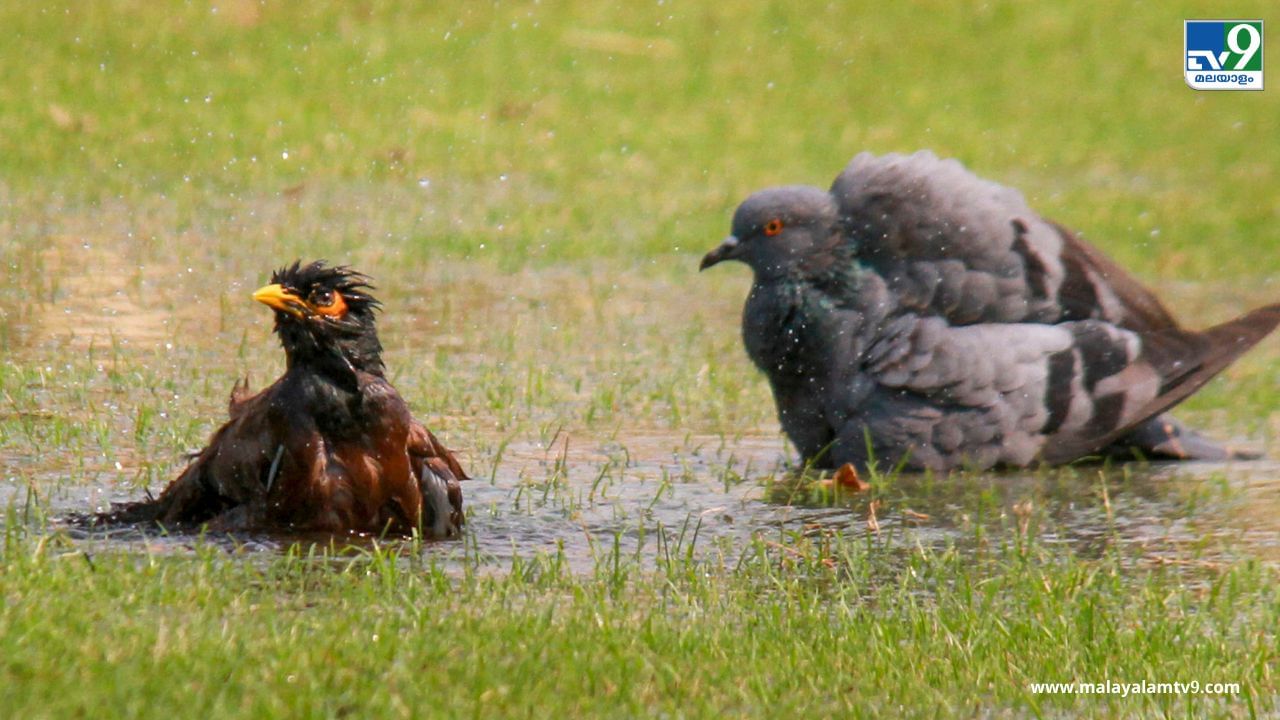 Kerala Bird Flue: കേരളത്തില്‍ കാക്കകളിലും പക്ഷിപ്പനി; പരിശോധന റിപ്പോർട്ട് പുറത്ത്