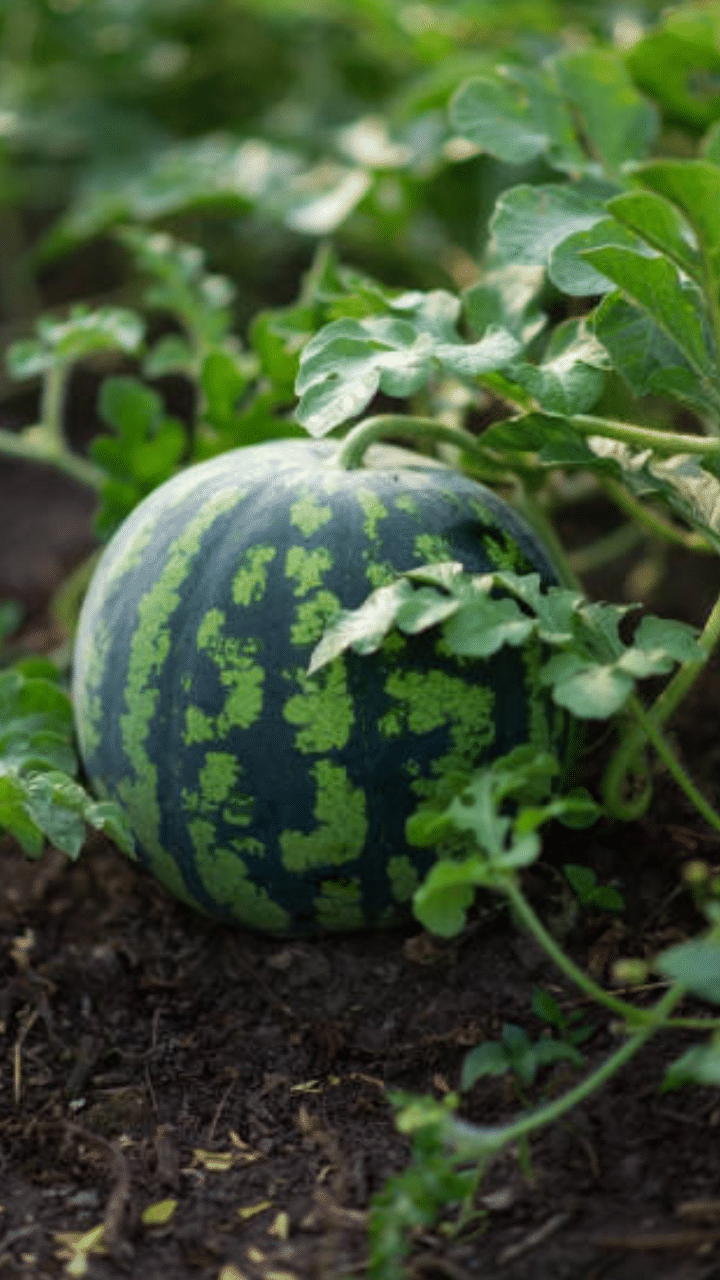 Fruits That Should Not Go In The Fridge