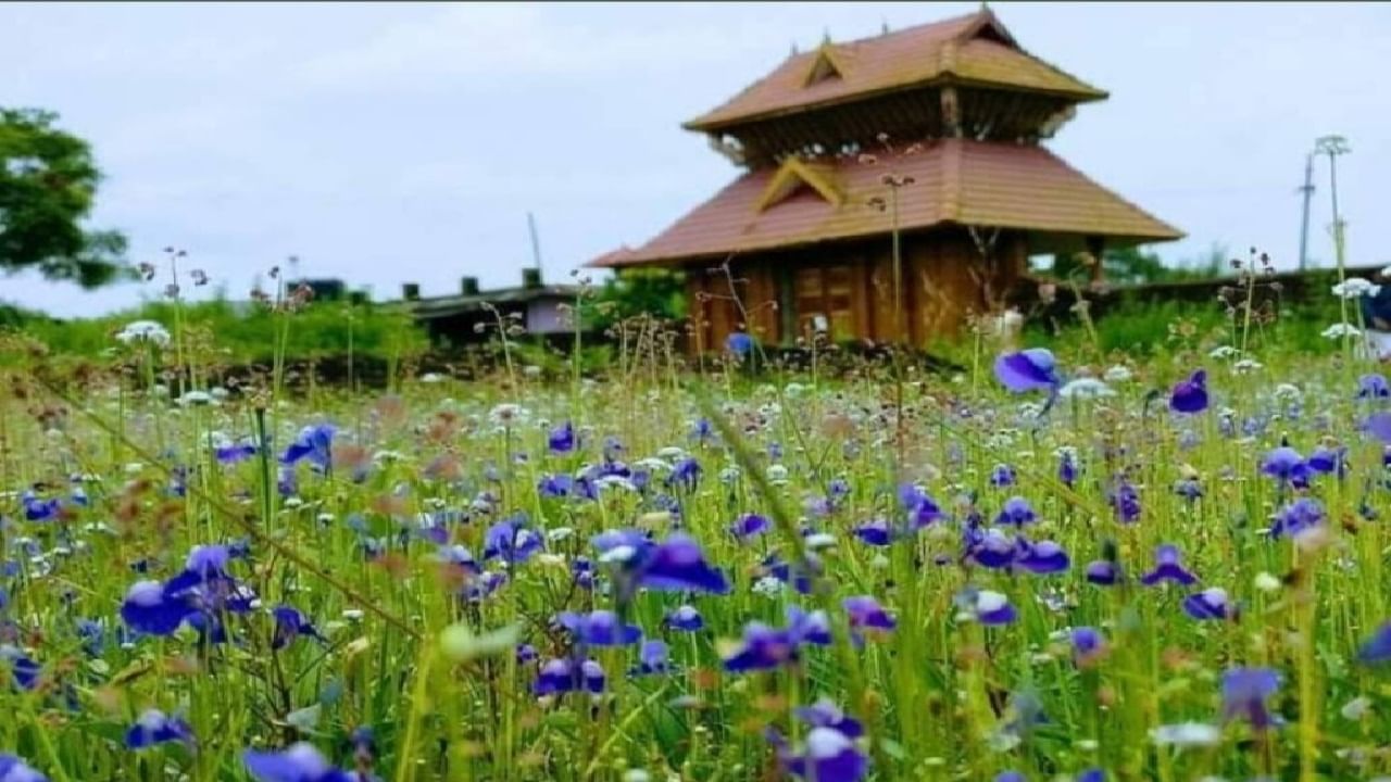 നിരവധി പക്ഷികളും വൈവിധ്യമാര്ന്ന ജന്തുജാലങ്ങളെയും കൊണ്ട് ഏറെ സുന്ദരമാണ് ഇന്ന് മാടായിപ്പാറ. ജീവിതത്തില് ഒരിക്കലെങ്കിലും ഇവിടം സന്ദര്ശിച്ചിലെങ്കില് അതൊരു തീരാനഷ്ടം തന്നെയാണ്.