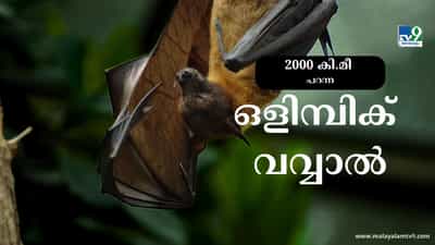 Viral News: ലണ്ടനില്‍ നിന്ന് 2,000 കിലോമീറ്റർ റഷ്യയിലേക്ക് പറന്ന വവ്വാല്‍, ഒളിമ്പിക് ബാറ്റിൻ്റെ കഥ