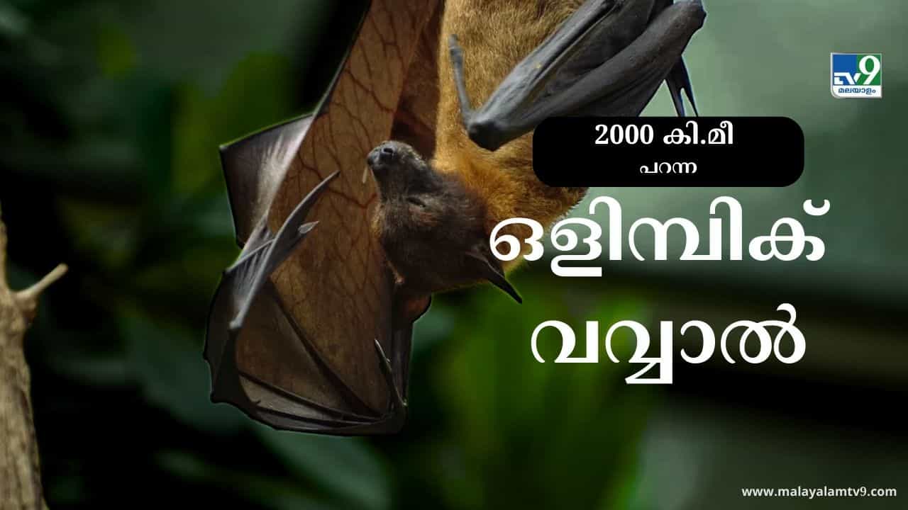 Viral News: ലണ്ടനില് നിന്ന് 2,000 കിലോമീറ്റർ റഷ്യയിലേക്ക് പറന്ന വവ്വാല്, ഒളിമ്പിക് ബാറ്റിൻ്റെ കഥ Viral News: ലണ്ടനില് നിന്ന് 2,000 കിലോമീറ്റർ റഷ്യയിലേക്ക് പറന്ന വവ്വാല്, ഒളിമ്പിക് ബാറ്റിൻ്റെ കഥ