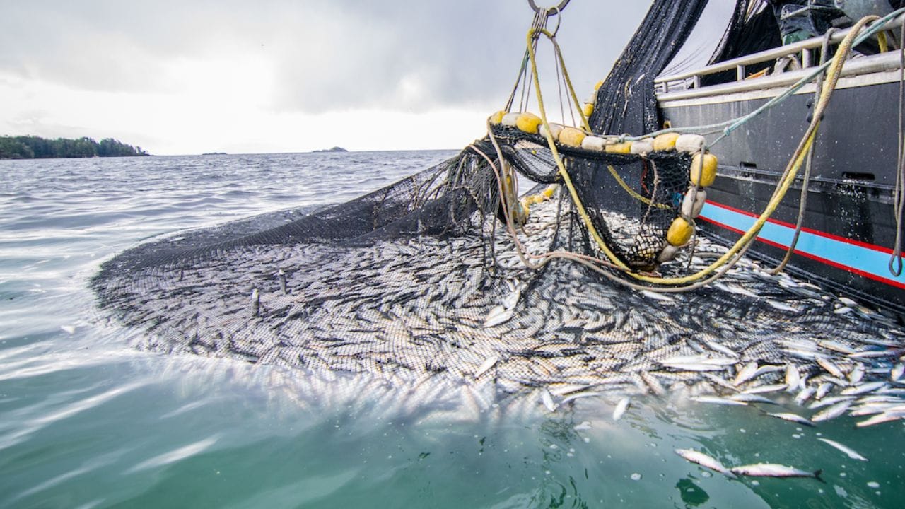 1988 - ലാണ് സർക്കാർ ഈ നിരോധനം ഇന്ത്യയിൽ  ട്രോളിങ് നിരോധനം നടപ്പിലാക്കിയത്. കൊല്ലം തീരത്താണ് രാജ്യത്ത് ആദ്യമായി നിരോധനം പ്രാബല്യത്തിൽ വന്നത്. പരമ്പരാഗത മത്സ്യത്തൊഴിലാളികളെ ട്രോളിങ് നിരോധനത്തിൽ നിന്നൊഴിവാക്കുന്ന കേരളാ വർഷകാല മത്സ്യബന്ധന സംരക്ഷണ നിയമം 2007ൽ നിലവിൽ വന്നു.