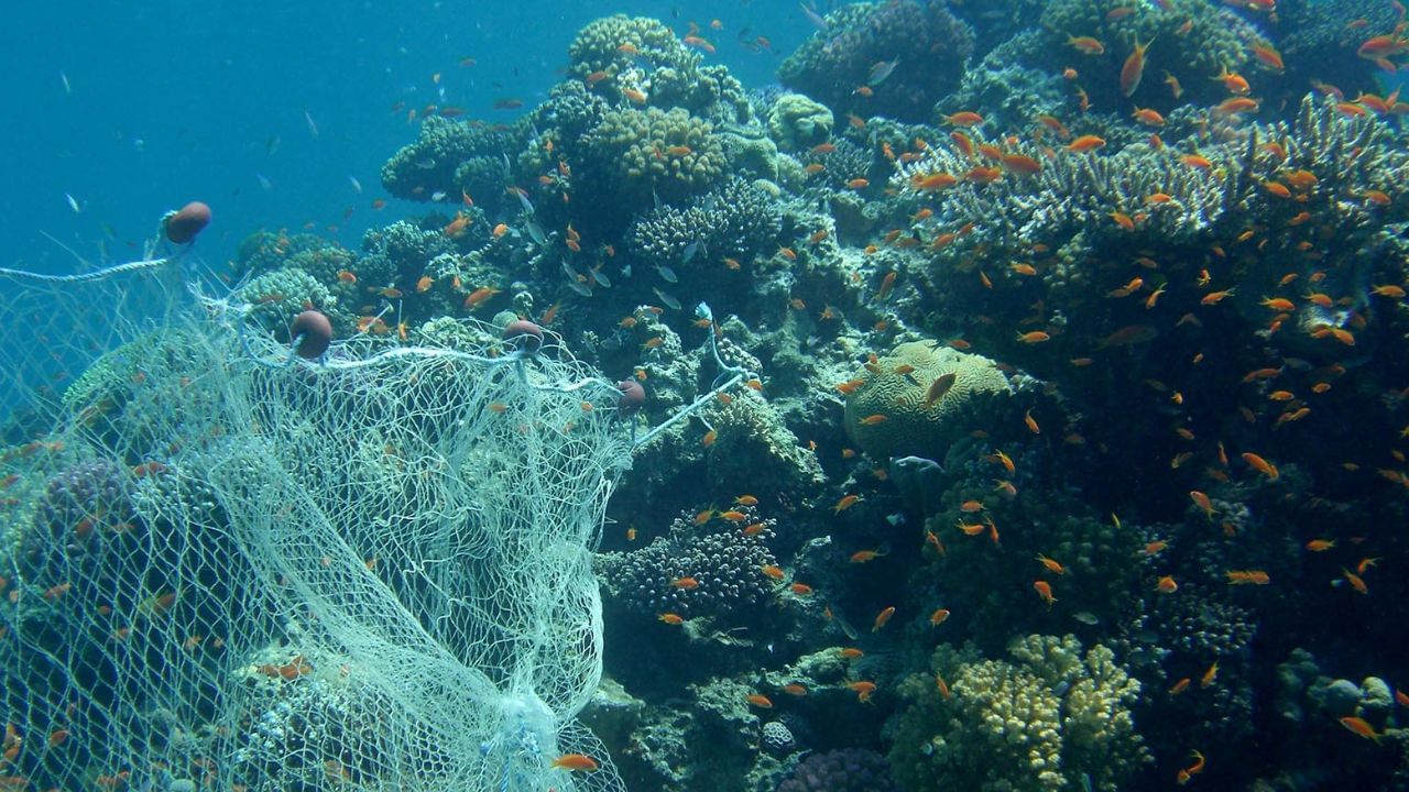 ചാള, അയല തുടങ്ങിയ മത്സ്യങ്ങളുടെ പ്രജനനസമയമാണ് ട്രോളിങ് നിരോധനം ഉള്ളത്. മിക്കവാറും ഇത് മൺസൂൺ കാലത്താണ് ഉണ്ടാവുക. 