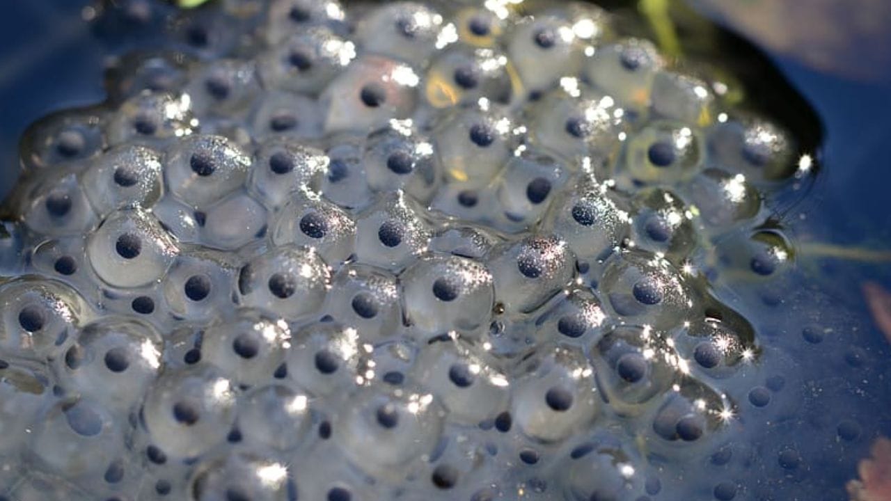 ഈ കാലത്ത് മുട്ടയിടാറായ മത്സ്യങ്ങൾ തീരങ്ങളിൽ കൂടുതലായി ഉണ്ടാകും.ഈ സമയത്ത് വൻതോതിൽ മത്സ്യബന്ധനം (ട്രോളിങ്) നടത്തിയാൽ മുട്ടയിടാറായ മത്സ്യങ്ങൾ കൂടുതലായി വലയിൽ കുടുങ്ങുകയും അടുത്ത തലമുറ മത്സ്യകുഞ്ഞുങ്ങൾ പിറവി എടുക്കാതെ പോകുകയും ചെയ്യും.