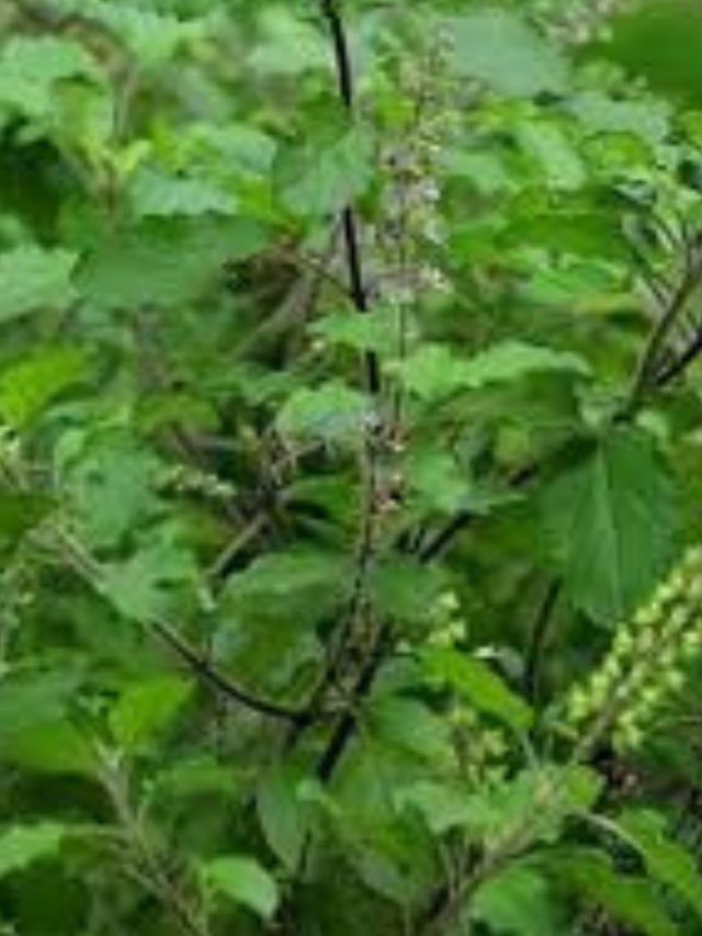 പതിവായി തുളസിവെള്ളം കുടിക്കുന്നതിന്റെ ഗുണങ്ങൾ എന്തെല്ലാം