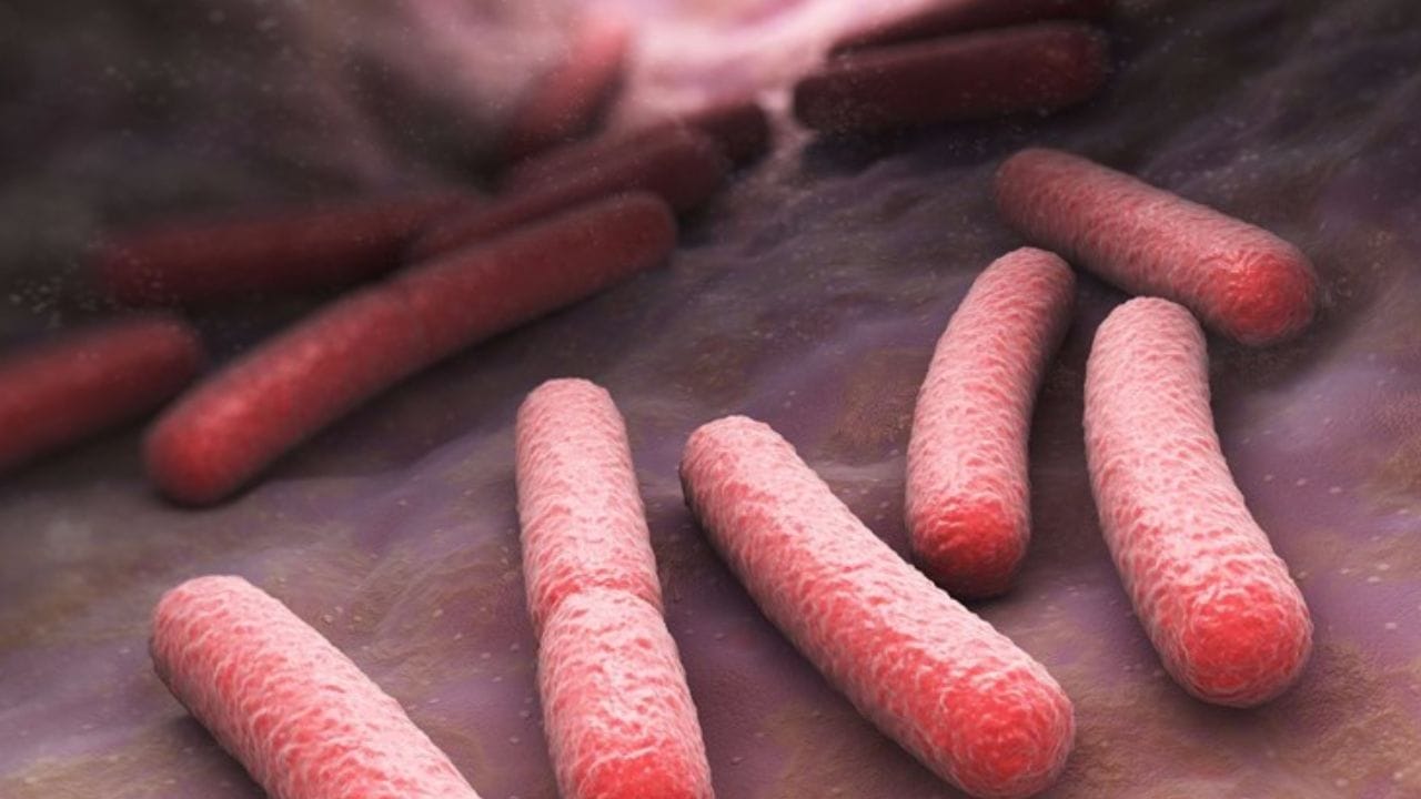 മൃഗങ്ങളുടെയും ആരോഗ്യമുള്ള മനുഷ്യരുടെയും ശരീരത്തിൽ ജീവിക്കുന്ന ഒരു കൂട്ടം ബാക്ടീരിയകളിൽ ഒന്നാണ് ഇ കോളി. ഇവ പൊതുവേ  നിരുപദ്രവകാരികളാണ്. ദഹനത്തെ സഹായിക്കുന്ന ബാക്ടീരികളിൽ ഒന്നാണിത്. എന്നാൽ ചില സന്ദർഭങ്ങളിൽ, ഭക്ഷ്യവിഷബാധ പോലുള്ള രോഗങ്ങൾക്ക് ഇവ കാരണമാകാറുണ്ട്.