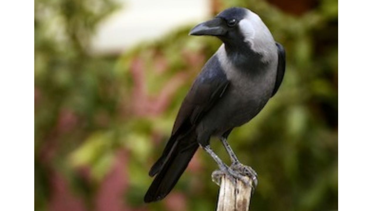 കെനിയുടെ സ്വാഭാവിക ആവാസ വ്യവസ്ഥയ്ക്ക് കാക്കകളുടെ സാന്നിധ്യം വേണ്ട. മാത്രമല്ല ഈ കാക്കകൾ പ്രാദേശിക പക്ഷികളെ വേട്ടയാടുകയും ചെയ്യുന്നു.