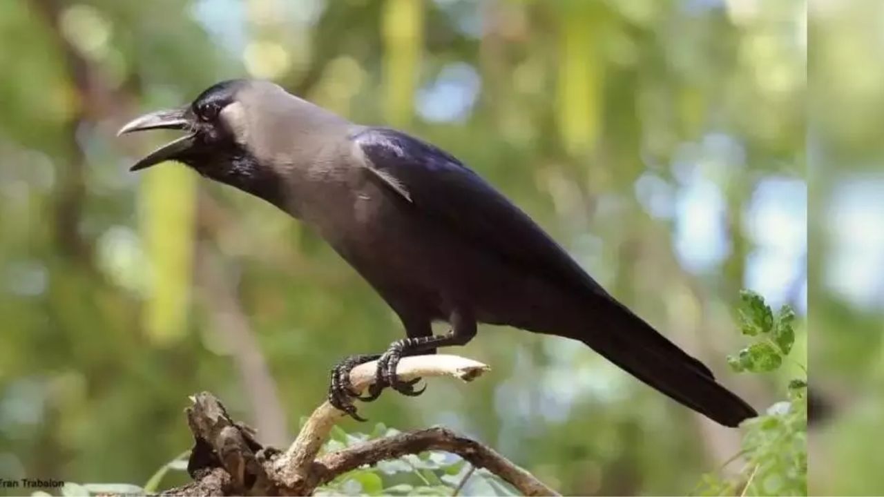 ഈ സാഹചര്യത്തിലാണ്  അവയുടെ എണ്ണം കുറയ്ക്കാൻ കെനിയ വൈൽഡ് ലൈഫ് സർവീസ് (കെഡബ്ല്യുഎസ്) തീരുമാനിച്ചിരിക്കുന്നത്.