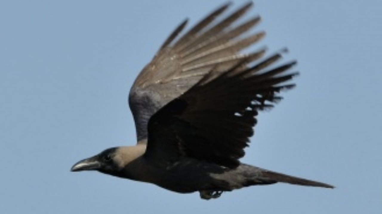 കെനിയയിലെ പ്രാദേശിക പക്ഷി ഇനങ്ങളുടെ നിലനിൽപ്പിനെയും കാക്കകളുടെ സാന്നിധ്യം പ്രതികൂലമായി ബാധിക്കുന്നുണ്ട്.