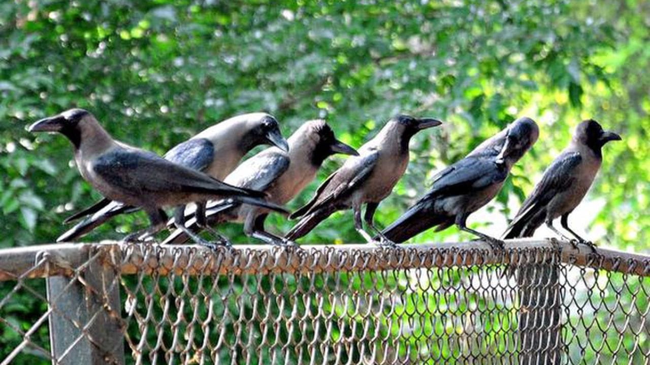 നാടൻ പക്ഷികളുടെ എണ്ണത്തിൽ കുറവ് വരുന്നത് ആ പ്രദേശത്തിന്റെ സ്വാഭാവിക ആവാസ വ്യവസ്ഥയെ തന്നെ പ്രതികൂലമായി ബാധിക്കും. കീടങ്ങളുടെയും പ്രാണികളുടെയും എണ്ണം പെരുകും എന്നതാണ് പ്രധാന പ്രശ്നം.