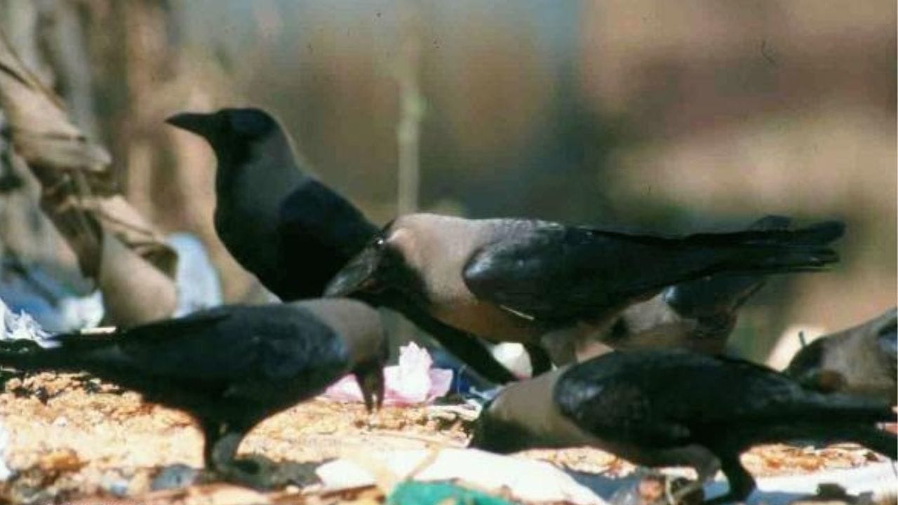 കെനിയയിൽ ആറുമാസത്തിനകം കൊന്നൊടുക്കാൻ പോകുന്നത് ഏകദേശം 10 ലക്ഷത്തോളം കാക്കകളേയാണെന്ന് റിപ്പോർട്ട്. 