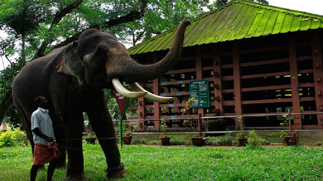 കോന്നി-അടവി യാത്രയില് സഞ്ചാരികള് കാണുന്ന ജീവികളെല്ലാം അവരുടെ സ്വാഭാവിക ആവാസവ്യവസ്ഥയില് ജീവിക്കുന്നവര് തന്നെയാണ്. അവയ്ക്കൊന്നും ശല്യമാകാതെ തന്നെ പ്രകൃതി സൗന്ദര്യം ആസ്വദിക്കാന് സാധിക്കും.