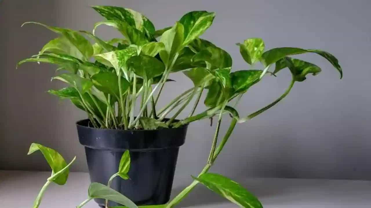 Financial Problem Remedies: വീട്ടിലെ മണി പ്ലാന്റില് പണം കായ്ക്കും; അതിന് ഇങ്ങനെ ചെയ്തോളൂ Financial Problem Remedies: വീട്ടിലെ മണി പ്ലാന്റില് പണം കായ്ക്കും; അതിന് ഇങ്ങനെ ചെയ്തോളൂ