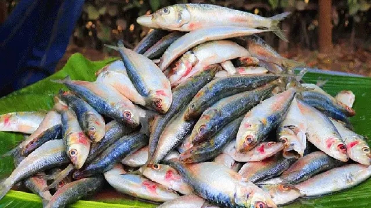 ഇതില് ഏറ്റവും കൂടുതല് ദുരിതത്തിലായിരിക്കുന്നത് മത്സ്യ വ്യാപാരികളാണ്. സംഭരണചെലവ് കൂടുതലാണ്, എന്നാല് വിലകാരണം ആരും മത്സ്യം വാങ്ങിക്കുന്നുമില്ല. മണ്സൂണ് ശക്തി പ്രാപിച്ചാല് ഇതിനെല്ലാം പരിഹാരമാകുമെന്ന വിലയിരുത്തലിലാണ് വിദഗ്ദര്.