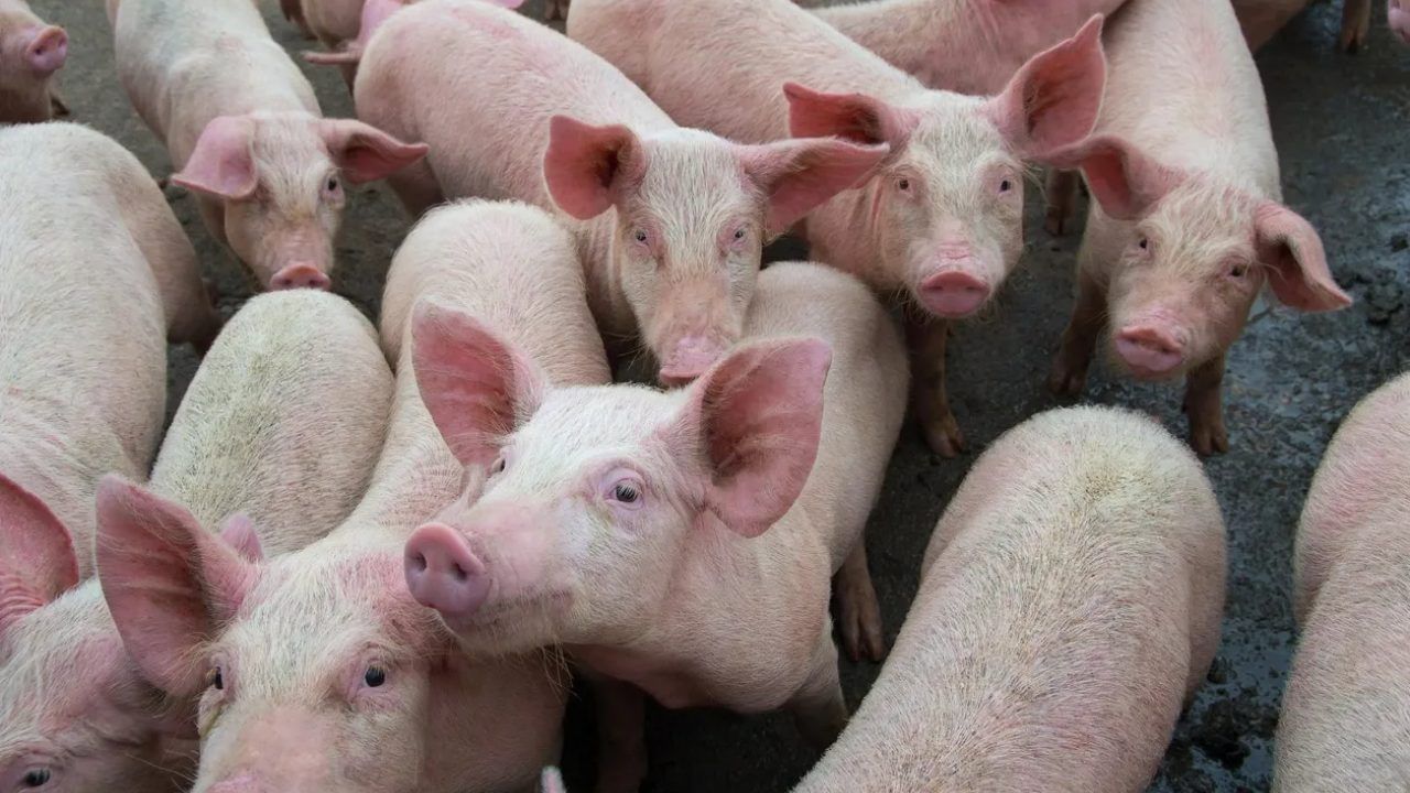 African Swine Fever : കണ്ണൂരിൽ ആഫ്രിക്കൻ പന്നിപ്പനി സ്ഥിരീകരിച്ചു; പത്ത് ഫാമുകളിലെ പന്നികളെ കൂട്ടത്തോടെ ഉന്മൂലം ചെയ്യും African Swine Fever : കണ്ണൂരിൽ ആഫ്രിക്കൻ പന്നിപ്പനി സ്ഥിരീകരിച്ചു; പത്ത് ഫാമുകളിലെ പന്നികളെ കൂട്ടത്തോടെ ഉന്മൂലം ചെയ്യും