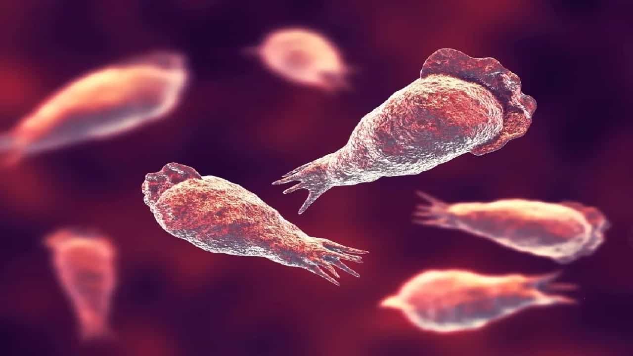 Amoebic meningoencephalitis Case: ആശങ്കയിൽ തലസ്ഥാനം; രണ്ട് പേർക്ക് കൂടി അമീബിക് മസ്തിഷ്ക ജ്വരം, 2 മാസത്തിനിടെ രോ​ഗം സ്ഥിരീകരിച്ചത് 14 പേർക്ക്