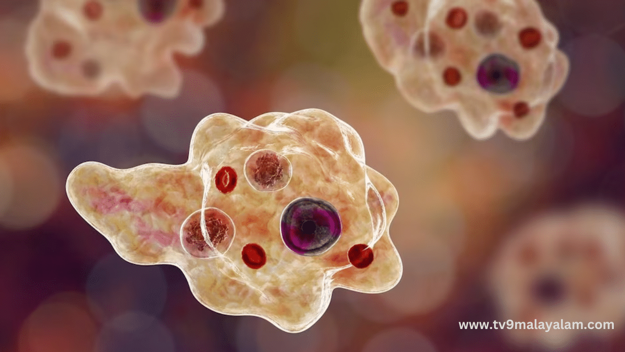 Amoebic Meningoencephalitis : അപൂർവ്വങ്ങളിൽ അപൂർവ്വം, ഇന്ത്യയിൽ ഇതാദ്യം; അമീബിക് മസ്തിഷ്ക ജ്വരം ബാധിച്ച കോഴിക്കോട്ടുകാരൻ്റെ രോഗം ഭേദമായി