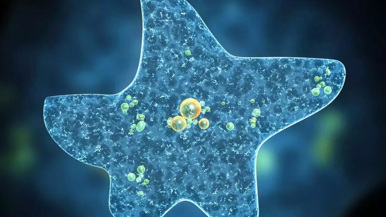 കെട്ടിക്കിടക്കുന്നതോ വൃത്തിയില്ലാത്തതോ ആയ വെള്ളത്തില്‍ കുളിക്കാതിരിക്കുക എന്നതാണ് രോഗം വരാതിരിക്കാന്‍ ആദ്യം ചെയ്യേണ്ടത്. ശരീയായ രീതിയില്‍ ക്ലോറിനേറ്റ് ചെയ്യാത്ത നീന്തല്‍ കുളങ്ങളിലും കുളിക്കാതിരിക്കുക.
Image: Social Media
