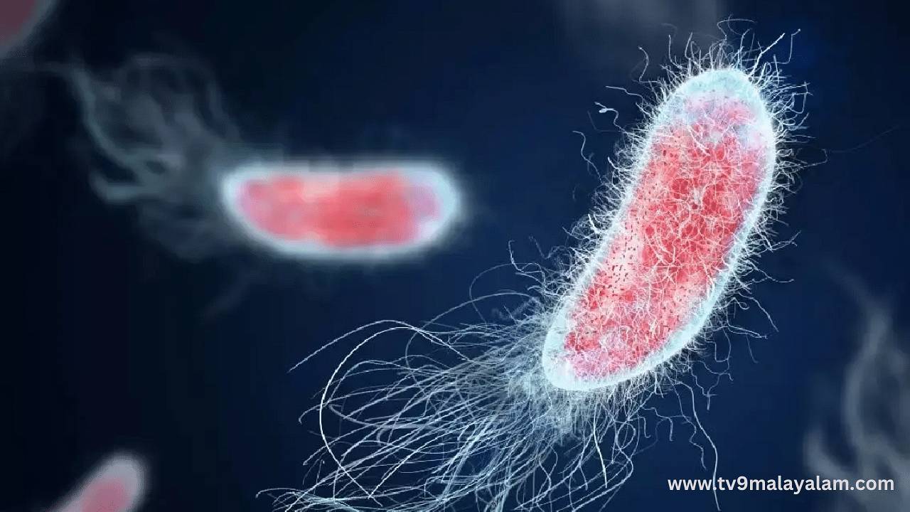 Amoebic Meningoencephalitis: സംസ്ഥാനത്ത് വീണ്ടും അമീബിക് മസ്‌തിഷ്‌ക ജ്വരം; രോഗം സ്ഥിരീകരിച്ചത് കണ്ണൂർ സ്വദേശിയായ മൂന്നര വയസുകാരന്