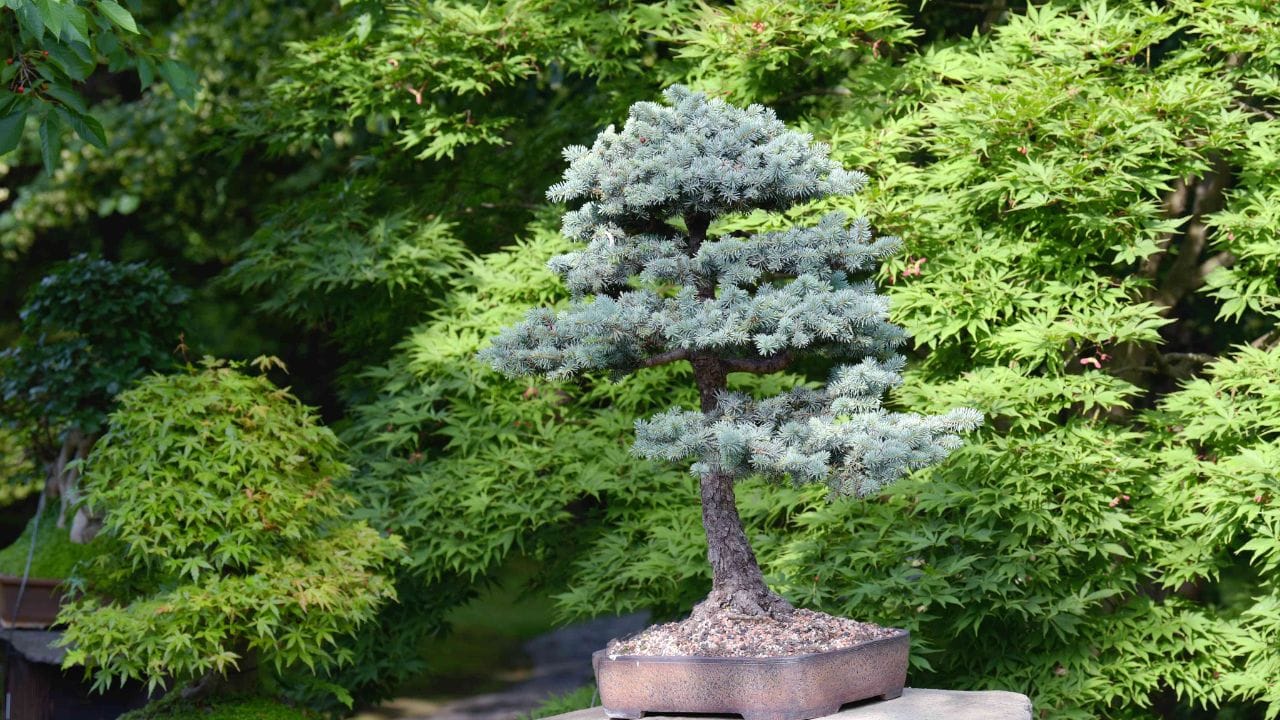 ഈ വന്മരങ്ങളെ കുഞ്ഞൻ മാരാക്കി വളർത്തുക മാത്രമല്ല , അവയുടെ ആകൃതി നമുക്ക് ഇഷ്ടപ്പെട്ട രീതിയിലാക്കുക എന്നതും ഈ കലയുടെ പ്രധാന ഭാഗമാണ്.