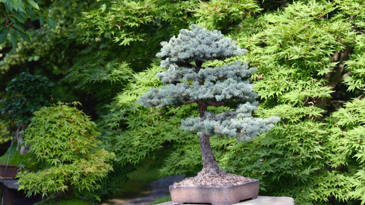 ഈ വന്മരങ്ങളെ കുഞ്ഞൻ മാരാക്കി വളർത്തുക മാത്രമല്ല , അവയുടെ ആകൃതി നമുക്ക് ഇഷ്ടപ്പെട്ട രീതിയിലാക്കുക എന്നതും ഈ കലയുടെ പ്രധാന ഭാഗമാണ്.