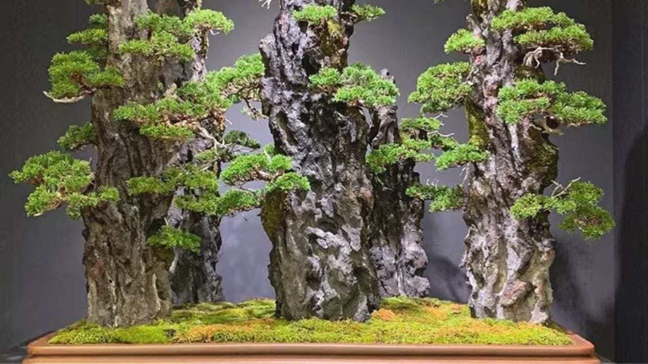 അതീവ ശ്രദ്ധയോടുള്ള വർഷങ്ങൾ കൊണ്ടുള്ള പരിപാലനത്തിൽ ബോൺ സായ് ആക്കി മാറ്റാൻ സാധിക്കും.