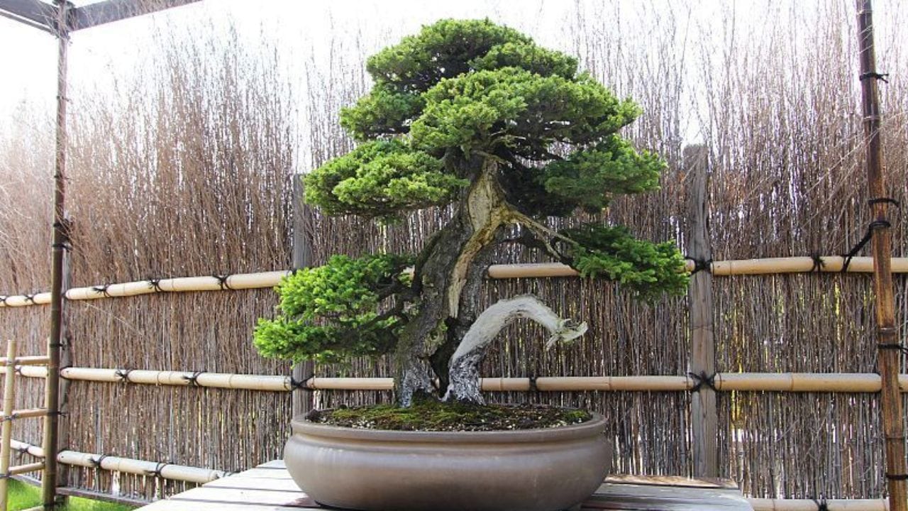 ഏ ഡി 200-നോട് അടുപ്പിച്ച് ചൈനയിലെ പെൻജിങ്ങിൽ ആയിരുന്നു ഇതിന്റെ ഉത്ഭവം. ഒൻപതാം നൂറ്റാണ്ടോടെ ജപ്പാനിലേക്ക് കുടിയേറിയതോടെയാണ് ഈ കലാരൂപത്തിൽ നൂതനവിദ്യകൾ ചേർക്കപ്പെട്ട് ജനകീയമായി.