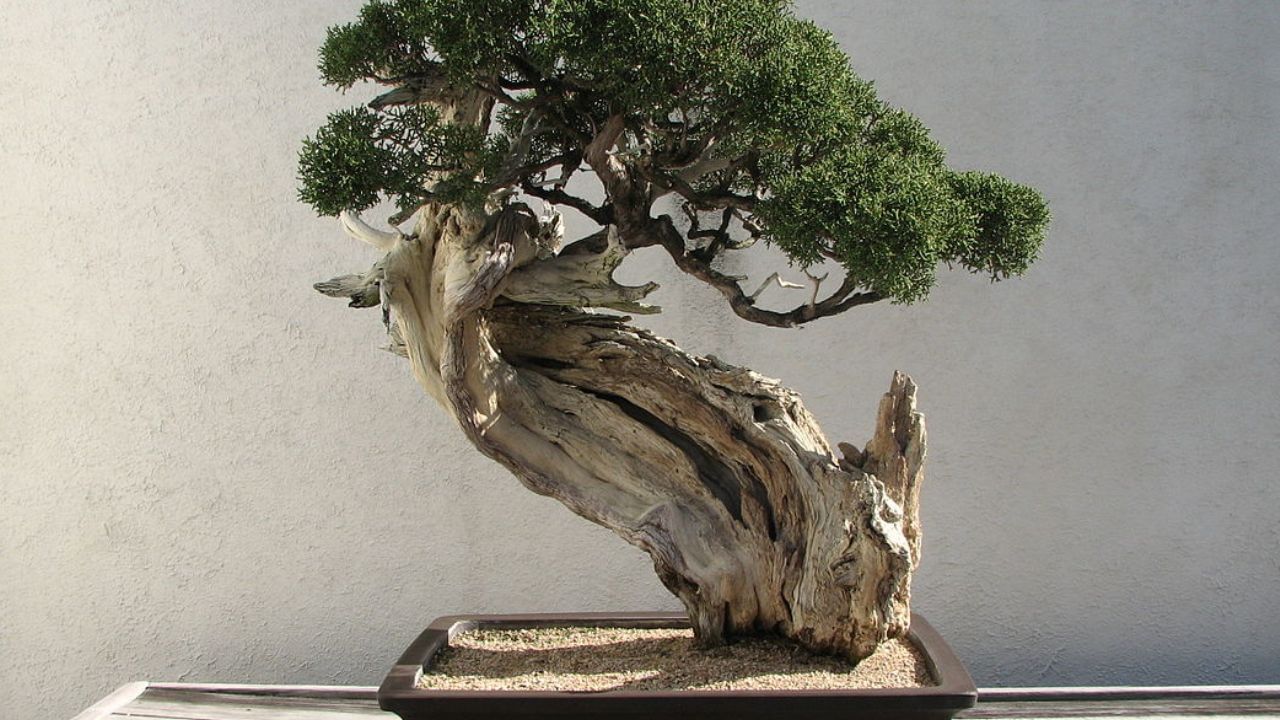 മാനസികസമ്മര്ദം കുറയ്ക്കുന്നതാണ് ആദ്യത്തെ നേട്ടം. തിരക്കിട്ടോടുന്ന ആധുനിക ജീവിതശൈലിയില്നിന്നും മാനസികസമ്മര്ദം കുറയ്ക്കാന് ബോണ്സായി മരങ്ങളോട് ഇടപെഴകുന്നതുവഴി സാധിക്കും.