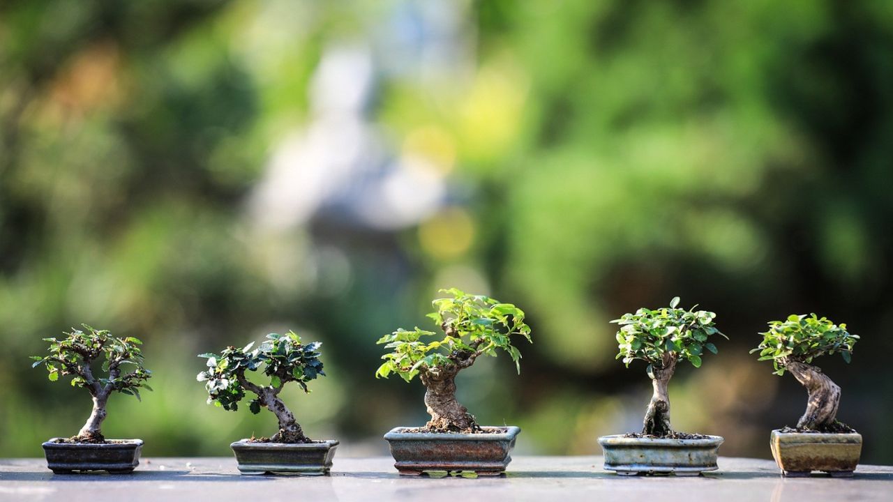 ബോൺ' എന്നും 'സായ്' എന്നുമുള്ള രണ്ട് ജപ്പാനിസ് വാക്കുകൾ ചേർന്നതാണ് 'ബോൺ സായ്'എന്ന പദംഉണ്ടായിരിക്കുന്നത്.ആഴം കുറഞ്ഞ പാത്രം എന്നാണ് 'ബോൺ'എന്ന വാക്കിൻറെ അർത്ഥം.