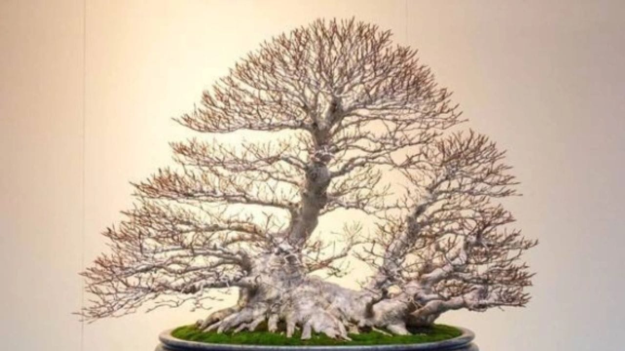 ചൈനക്കാരും ജപ്പാന്കാരും ചേര്ന്നാണ് വൃക്ഷങ്ങളെ ചട്ടിയില് നിയന്ത്രിച്ചുനിര്ത്തുന്ന ബോണ്സായ് എന്ന സമ്പ്രദായത്തിനു രൂപം നല്കിയത്.