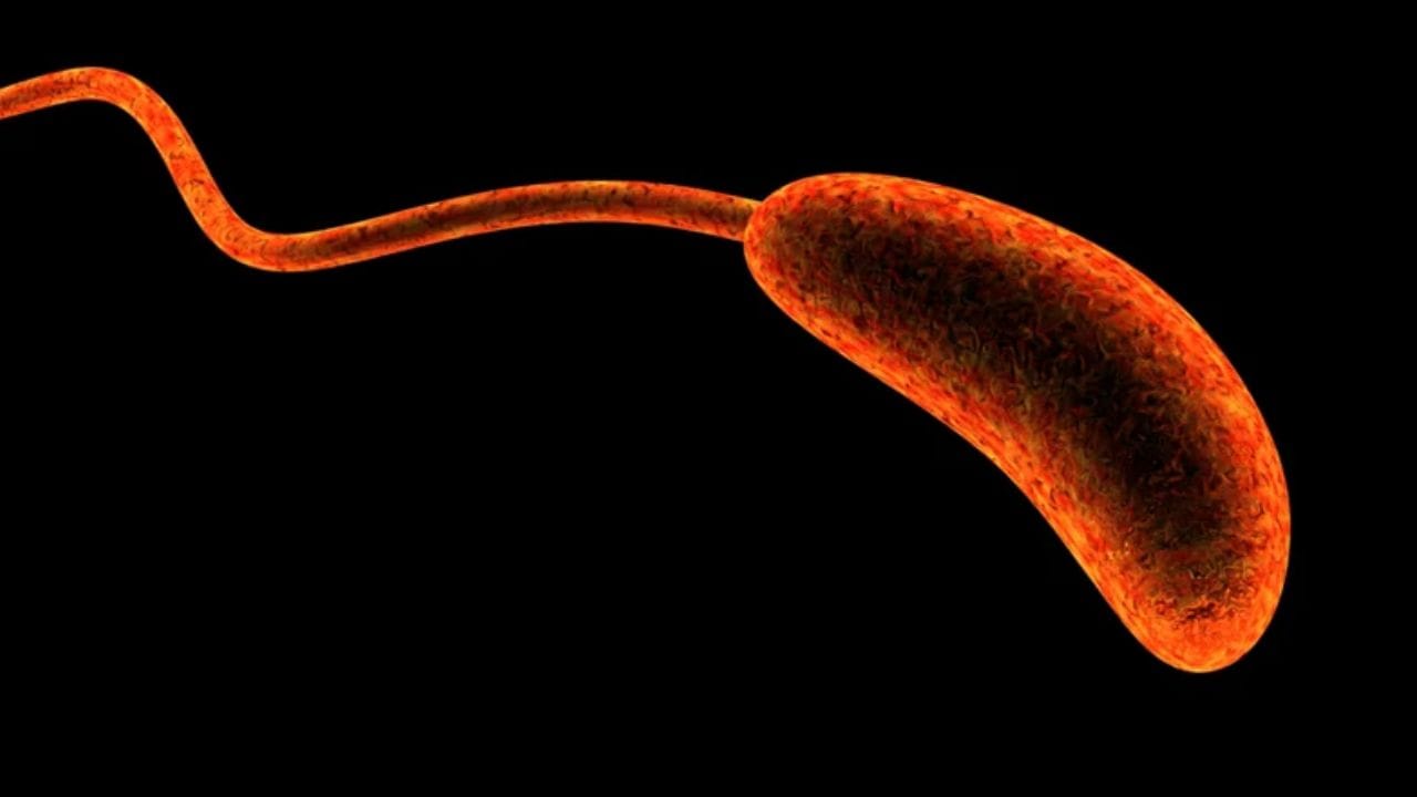 വളരെ നേർത്ത കഞ്ഞിവെള്ളം പോലെ ധാരാളം മലം പോകുന്നതാണ് പ്രധാന ലക്ഷണം. അതുമൂലം ശരീരത്തിൽ നിന്നും ധാരാളം ജലം നഷ്ടപ്പെടുകയും രോഗി ക്ഷീണിക്കുകയും ചെയ്യും. രക്തസമ്മർദ്ദം കുറയുകയും തലകറക്കം, നാവിനും ചുണ്ടുകൾക്കും ഉണ്ടാകുന്ന വരൾച്ച, കണ്ണുകൾ താണുപോകുക, ബോധക്കേട് എന്നിവ കോളറയുടെ ഗുരുതരമായ രോഗലക്ഷണങ്ങളാണ്.