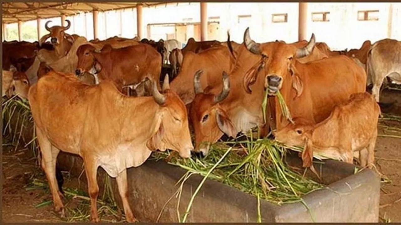 Haryana Hindutva Message: ഗോസംരക്ഷകര് തോക്കുകള് ഉപയോഗിക്കണം; മുസ്ലിങ്ങളെ ഭീതിയിലാക്കി വാട്സ്ആപ്പ് സന്ദേശം Haryana Hindutva Message: ഗോസംരക്ഷകര് തോക്കുകള് ഉപയോഗിക്കണം; മുസ്ലിങ്ങളെ ഭീതിയിലാക്കി വാട്സ്ആപ്പ് സന്ദേശം