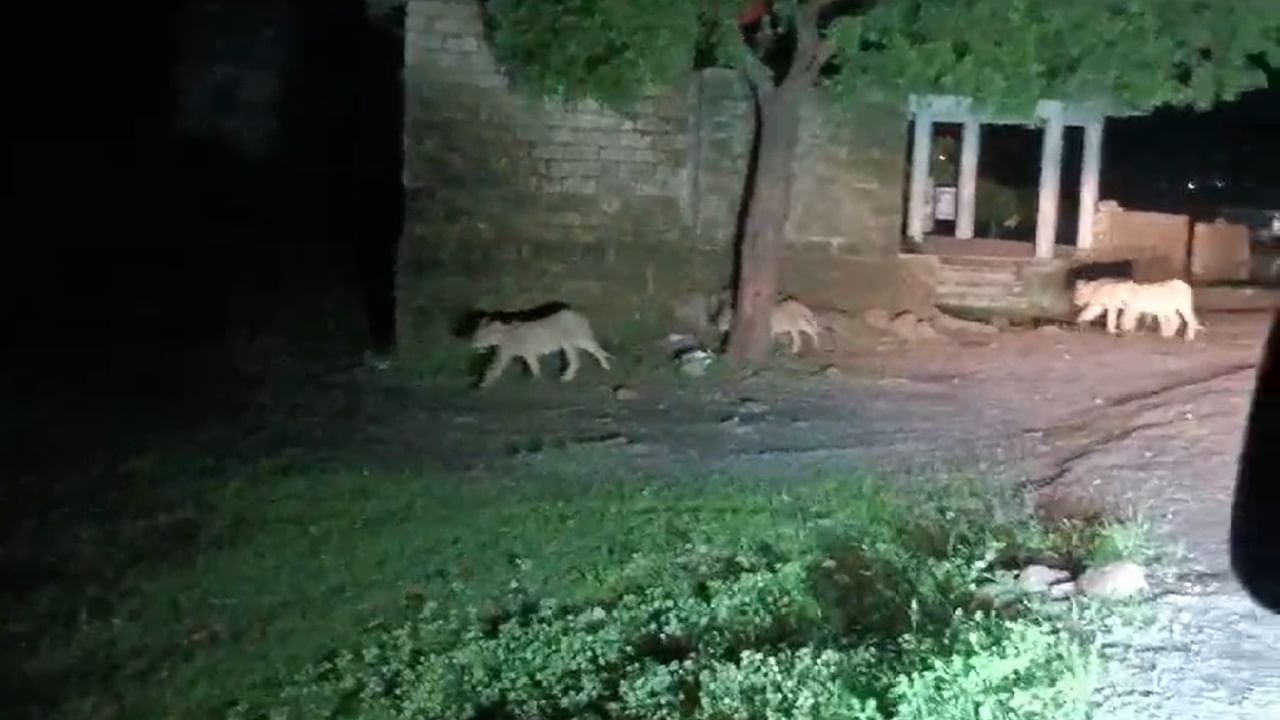 Lion Viral Video: കാട്ടിലെ രാജാവ് കൂട്ടത്തോടെ; വൈറലായി 12 സിംഹങ്ങള് നടക്കുന്ന വീഡിയോ Lion Viral Video: കാട്ടിലെ രാജാവ് കൂട്ടത്തോടെ; വൈറലായി 12 സിംഹങ്ങള് നടക്കുന്ന വീഡിയോ