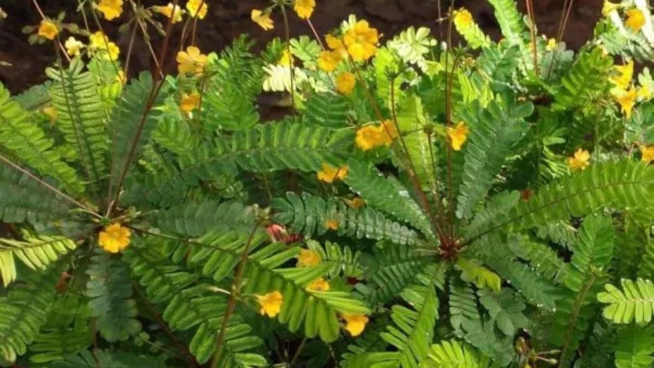 മൂക്കുറ്റി കുറി- കുളി കഴിഞ്ഞ് മുക്കുറ്റി അരച്ച് നെറ്റിയിൽ തൊടുന്നത് അത്യുത്തമമെന്ന് പറയപ്പെടുന്നു. കണ്ണിനും നെറ്റിയ്ക്കും ഇത് കുളിർമ്മ നൽകുന്നു. ഒപ്പം ദശപുഷ്പം ചൂടലും ഒരു ആചാരമാണ്.